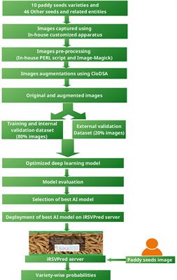 iRSVPred: A Web Server for Artificial Intelligence Based Prediction of Major Basmati Paddy Seed Varieties